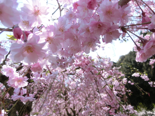 Pet cemetery-Cherry Blossoms