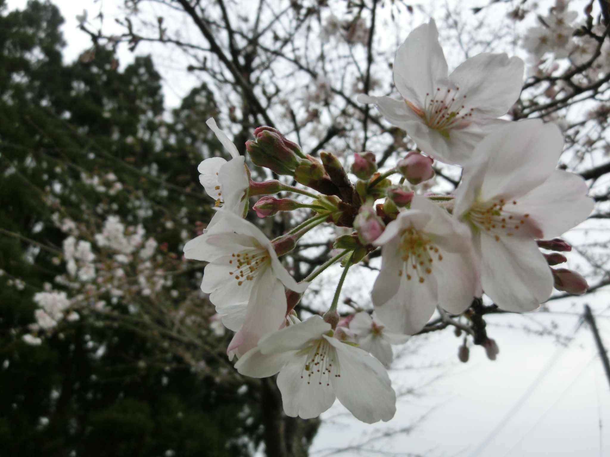 ペット霊園の桜