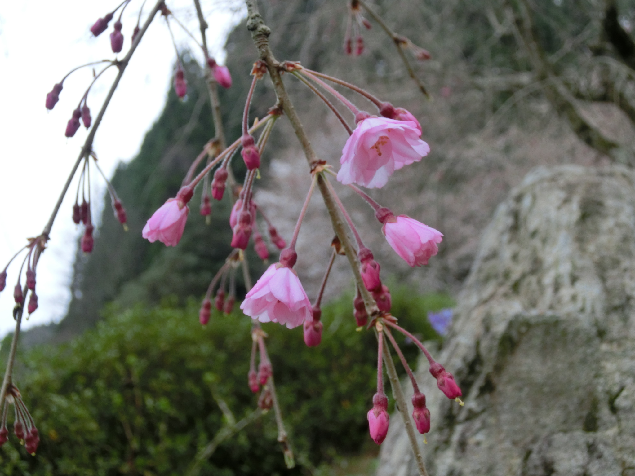 合同慰霊碑の桜