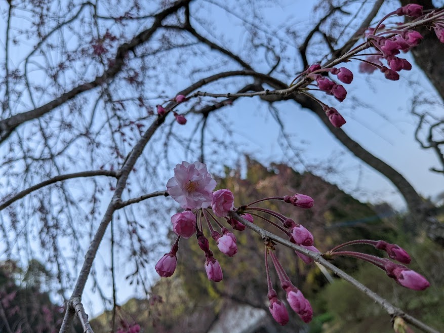 ペットの眠る枝垂桜