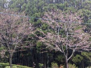 ペット霊園入り口の桜