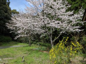 ペット霊園入り口の桜